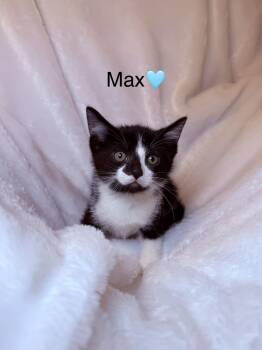 Domestic Short Hair Cats Available for Adoption in Copley, Ohio - Max | PetCurious
