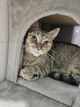 Rescue Domestic Short Hair Cats for Adoption in Munster, Indiana - Iggy Biggy | PetCurious