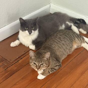 Stache and Grumblina -  Domestic Short Hair Cat for Adoption in Tampa, Florida - Stache And Grumblina | PetCurious