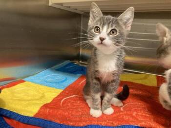 SHELLY -  Domestic Short Hair Cat for Adoption in Tustin, California - SHELLY | PetCurious