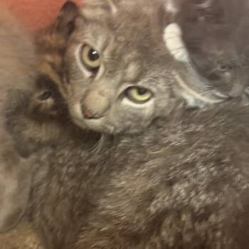 Domestic Short Hair Cats Available for Adoption in Flagstaff, Arizona - Tree Trunks | PetCurious