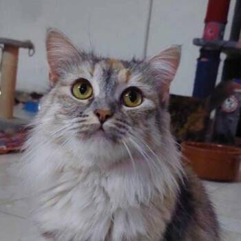Rescue Dilute Calico Cats for Adoption in Vaughan, Ontario - Amar | PetCurious