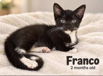 Franco -  Domestic Short Hair Cat for Adoption in Pawleys Island, South Carolina - Franco | PetCurious