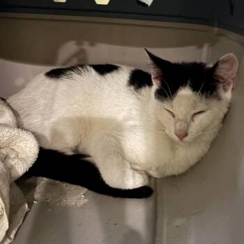 Snow baby -  American Shorthair Cat for Adoption in Mount Vernon, Arkansas - Snow Baby | PetCurious