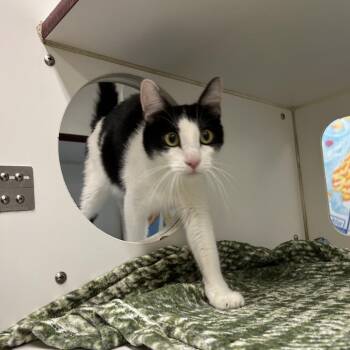 Cruella de Vil -  Domestic Short Hair Cat for Adoption in Cheyenne, Wyoming - Cruella De Vil | PetCurious