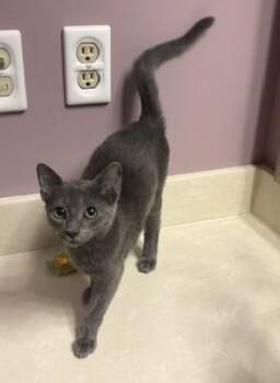 Rin -  Russian Blue Cat for Adoption in Columbia, South Carolina - Rin | PetCurious