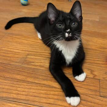 Peppercorn -  Domestic Short Hair Cat for Adoption in Bel Air, Maryland - Peppercorn | PetCurious