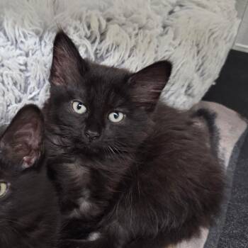 Pinwheel -  Domestic Medium Hair Cat for Adoption in Priest River, Idaho - Pinwheel | PetCurious