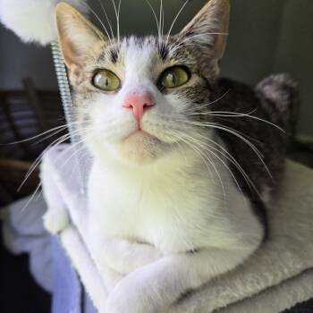 Maple -  Domestic Short Hair Cat for Adoption in Rossville, Georgia - Maple | PetCurious