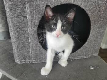Rey 3 -  Domestic Short Hair Cat for Adoption in Tucson, Arizona - Rey 3 | PetCurious