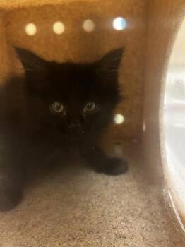 A122510 -  Domestic Long Hair Cat for Adoption in West Valley City, Utah - A122510 | PetCurious