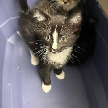 Chai -  Domestic Short Hair Cat for Adoption in Indianapolis, Indiana - Chai | PetCurious