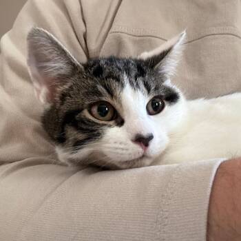 Domestic Short Hair Cats Available for Adoption in Meriden, Connecticut - Sybil | PetCurious