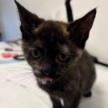 Daffodil -  Domestic Short Hair Cat for Adoption in Nashville, Tennessee - Daffodil | PetCurious