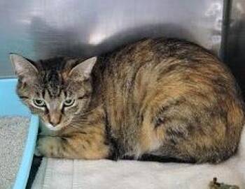 Merida -  Domestic Short Hair Cat for Adoption in Fishers, Indiana - Merida | PetCurious