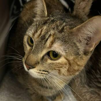 Domestic Short Hair Cats Available for Adoption in Blasdell, New York - Petunia | PetCurious