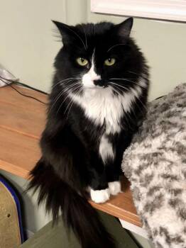 Rescue Domestic Long Hair Cats for Adoption in North East, Maryland - Carmen | PetCurious
