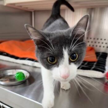 Domestic Short Hair Cats Available for Adoption in Denver, Colorado - Clementine "Lucy" | PetCurious