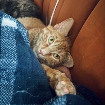 Simba -  Domestic Short Hair Cat for Adoption in Saint Paul, Minnesota - Simba | PetCurious
