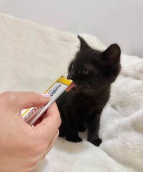 Gabriella -  Domestic Short Hair Cat for Adoption in North Babylon, New York - Gabriella | PetCurious