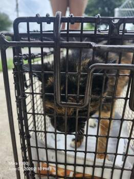 CREPE -  Domestic Medium Hair Cat for Adoption in San Antonio, Texas - CREPE | PetCurious