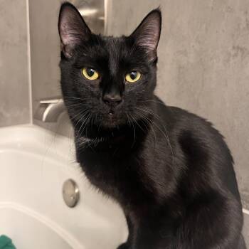 Domestic Short Hair Cats Available for Adoption - Poppy | PetCurious