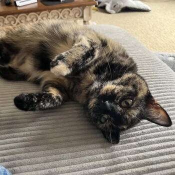 Mink C12368 -  Domestic Short Hair Cat for Adoption - Mink C12368 | PetCurious