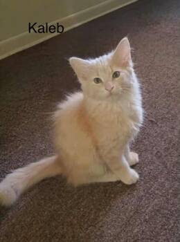 Domestic Long Hair Cats Available for Adoption in Wyandotte, Michigan - Kaleb | PetCurious