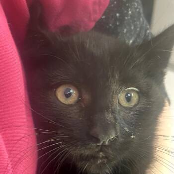 Monte -  Domestic Medium Hair Cat Available for Adoption in Winston-salem, North Carolina - Monte | PetCurious