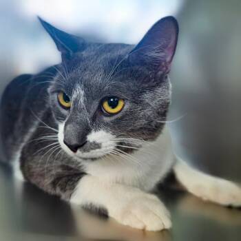 Snowy -  Domestic Short Hair Cat for Adoption in Chapel Hill, North Carolina - Snowy | PetCurious