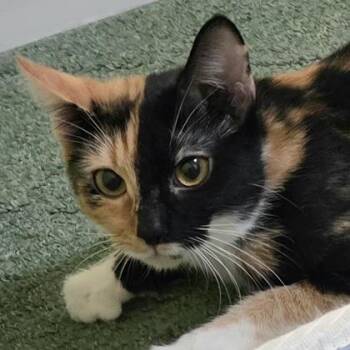 Cataleya -  Domestic Short Hair Cat for Adoption in Lansing, Michigan - Cataleya | PetCurious