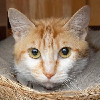 TIGGY -  Domestic Short Hair Cat for Adoption in St. Louis, Missouri - TIGGY | PetCurious