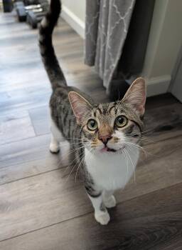 Leche -  Domestic Short Hair Cat for Adoption in Lakewood, California - Leche | PetCurious