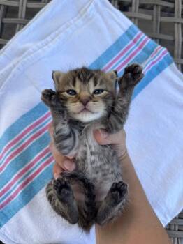 George -  American Shorthair Cat for Adoption in Florham Park, New Jersey - George | PetCurious