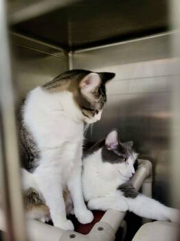 Domestic Short Hair Cats Available for Adoption - Furby & Emmett (Bonded Pair) | PetCurious