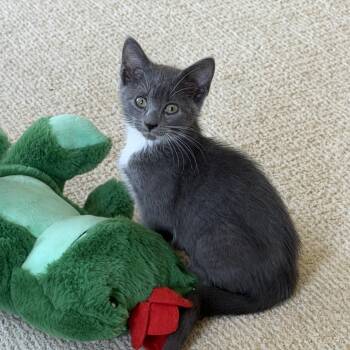 Becky -  Domestic Short Hair Cat for Adoption in Duluth, Georgia - Becky | PetCurious