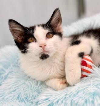 Olruggio -  Domestic Long Hair Cat for Adoption in Covington, Louisiana - Olruggio | PetCurious