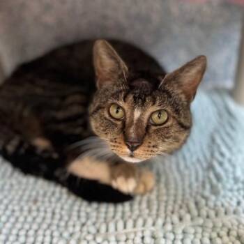 Mr. T (Scheduled to be neutered on June 29, 2026) -  Domestic Short Hair Cat for Adoption in Stafford, Virginia - Mr. T (Scheduled To Be Neutered On June 29, 2026) | PetCurious