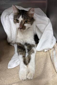 Shenandoah -  Domestic Medium Hair Cat for Adoption in Little Rock, Arkansas - Shenandoah | PetCurious