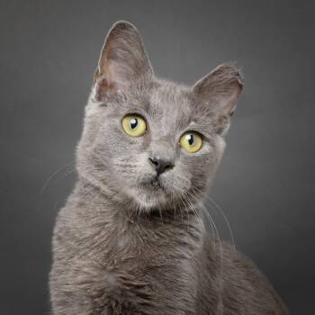 Squeaky -  Domestic Short Hair Cat for Adoption in Franklin, Tennessee - Squeaky | PetCurious