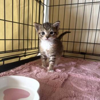 Droplet -  Domestic Short Hair Cat for Adoption - Droplet | PetCurious