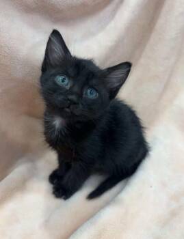 Twilight -  Domestic Short Hair Cat for Adoption in Mcpherson, Kansas - Twilight | PetCurious