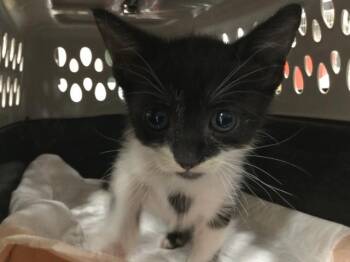 Domestic Short Hair Cats Available for Adoption in Thousand Palms, California - A1917263 | PetCurious