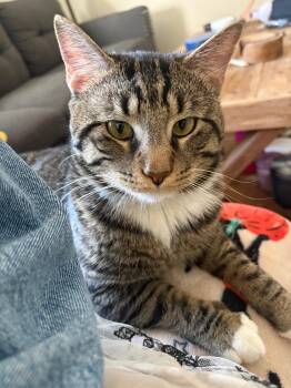 Domestic Short Hair Cats Available for Adoption in Reston, Virginia - Milo | PetCurious