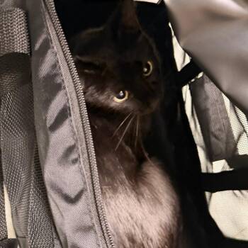 Jetti -  Domestic Short Hair Cat for Adoption in Philadelphia, Pennsylvania - Jetti | PetCurious
