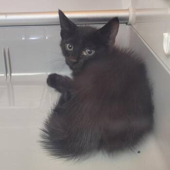 Polka -  Domestic Short Hair Cat for Adoption in Norman, Oklahoma - Polka | PetCurious