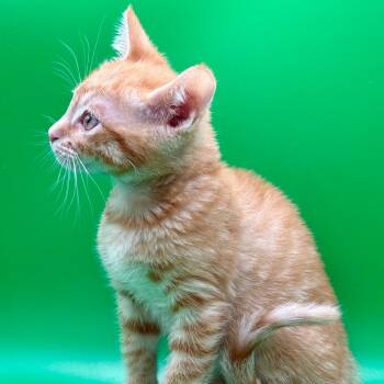 Domestic Short Hair Cats Available for Adoption in Los Angeles, California - Skadoosh | PetCurious