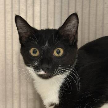 Domestic Short Hair Cats Available for Adoption in Aiken, South Carolina - Panamera 63442 | PetCurious