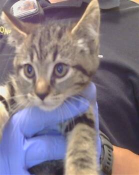 A924073 -  Domestic Short Hair Cat for Adoption in Sacramento, California - A924073 | PetCurious
