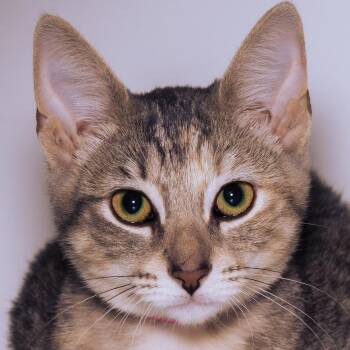 Gremlin -  Domestic Short Hair Cat for Adoption in Victor, New York - Gremlin | PetCurious
